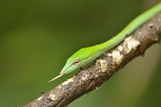 4. Green Vine Snake_320.jpg